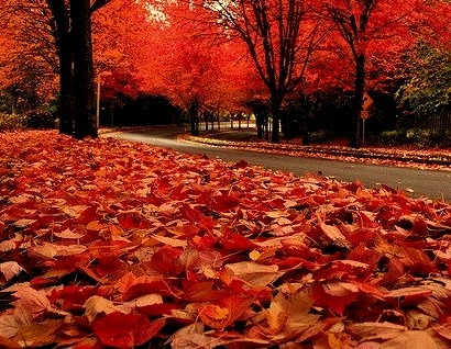 Autumn Leaves, The Cascades, Oregon