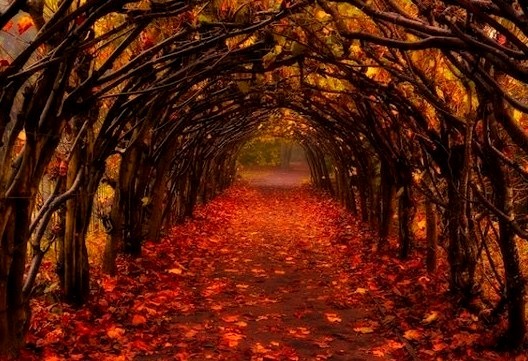 Autumn Tunnel, Christchurch, New Zealand