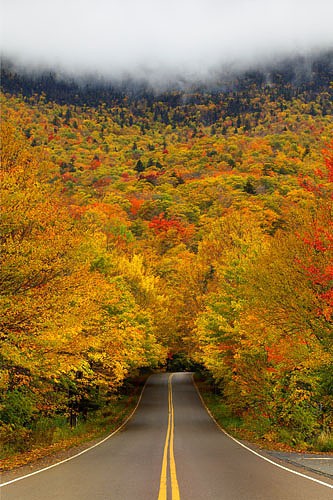 Autumn Tree Tunnel. Smuggler’s Notch State Park, Vermont